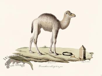 Cuvier 079 Male Dromedary